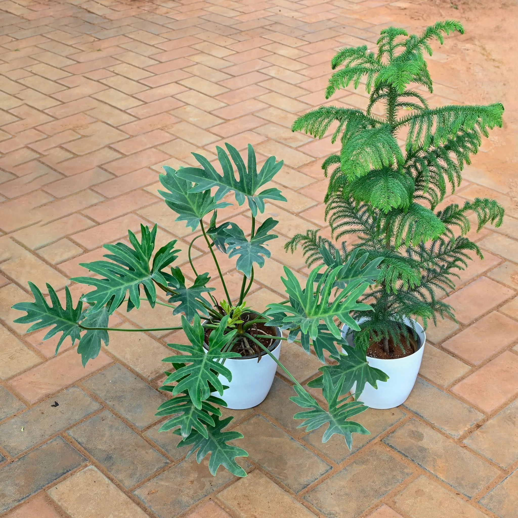Set of 2 - Araucaria / Christmas Tree & Xanadu Green in 7 Inch Classy White Premium Plastic Pot