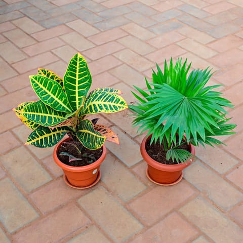 Set of 2 - China / Fan Palm & Croton Petra Yellow in 7 Inch Red Designer Plastic Pot With Tray