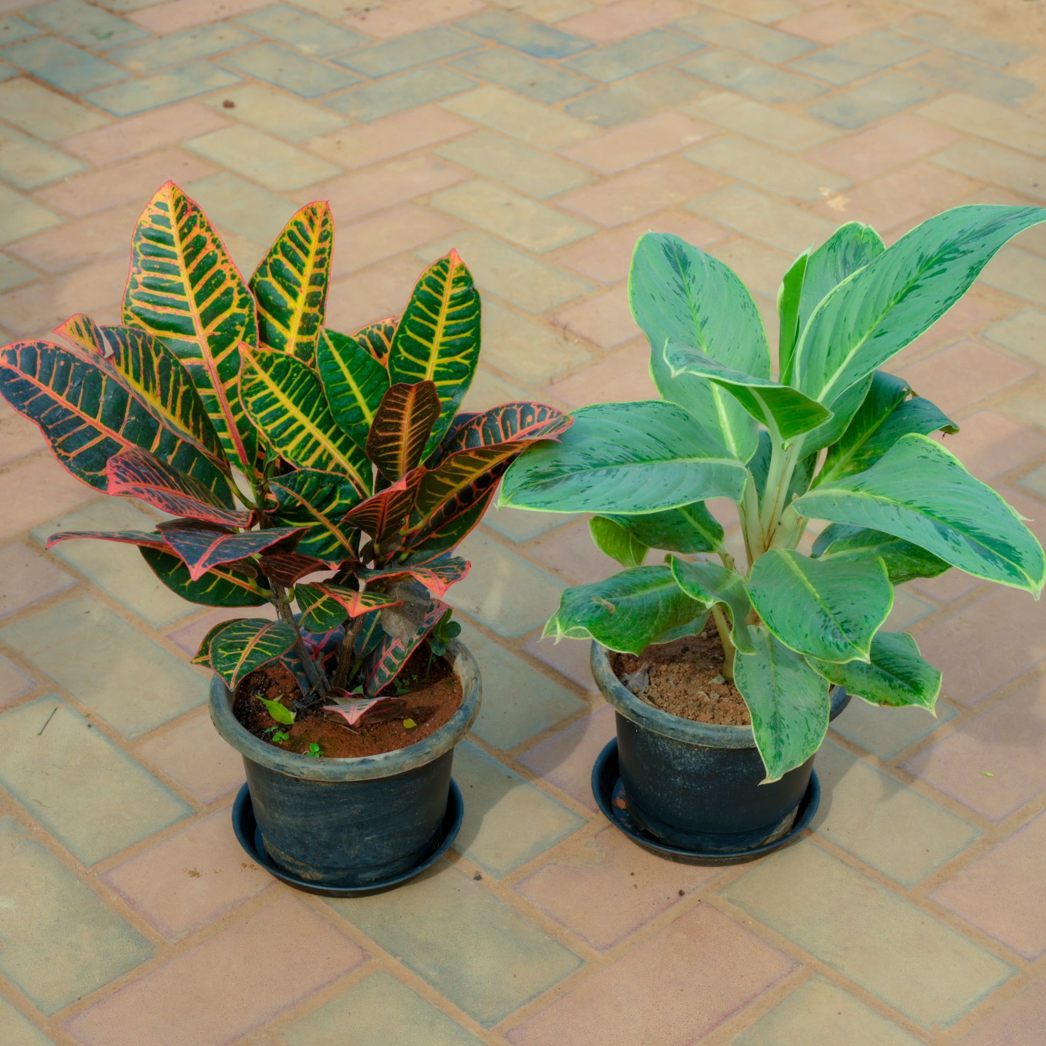 Set Of 2 - Croton Petra & Aglaonema Green in 10 Inch Nursery Pot With Tray