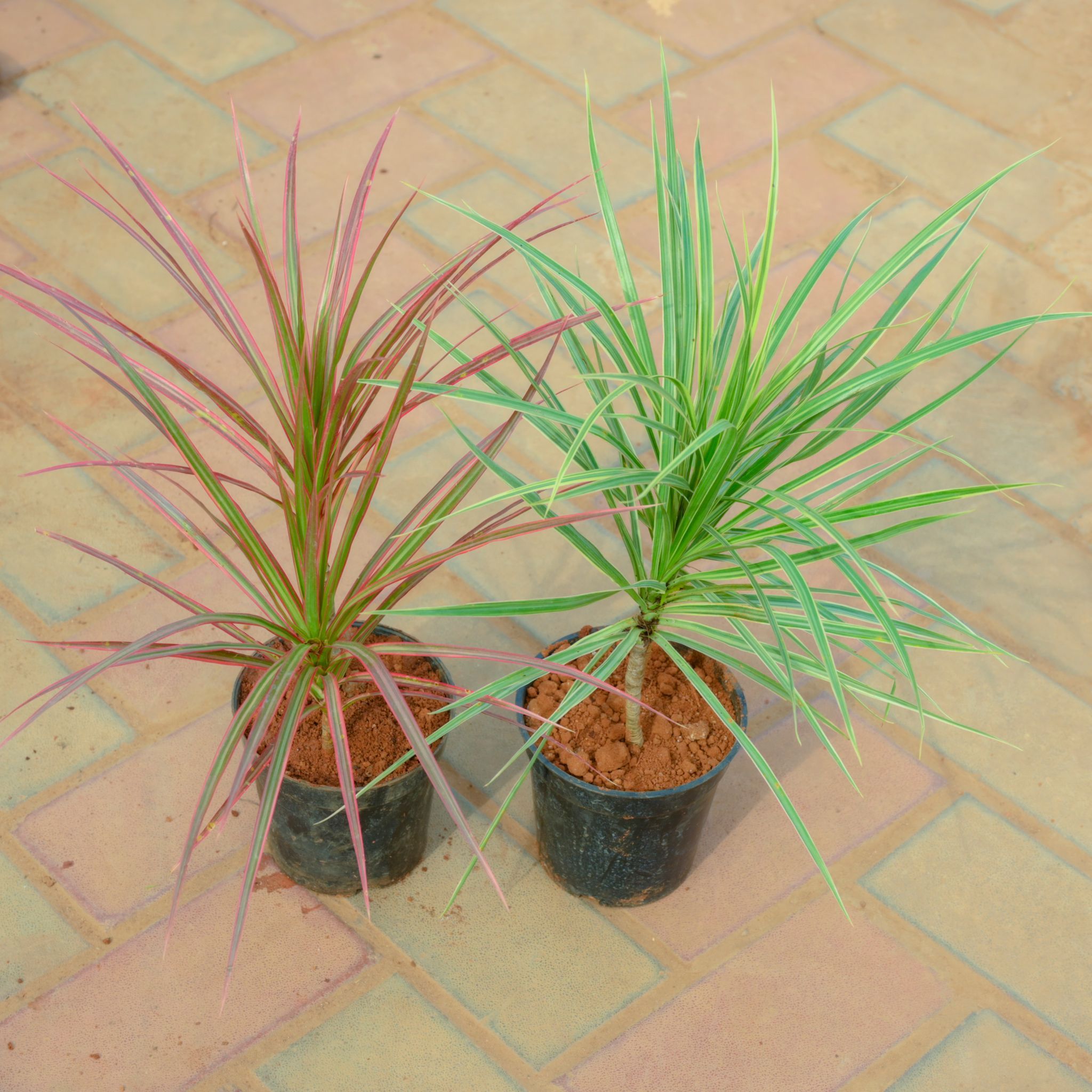Set Of 2 - Dracaena Colorama Red & Green in 4 Inch Nursery Pot