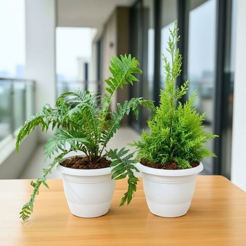 Set of 2 - Green Fern & Golden Jhau / Morpankhi in 7 Inch Live Fresh Plant Classy White Plastic Pot in Greater Kailash