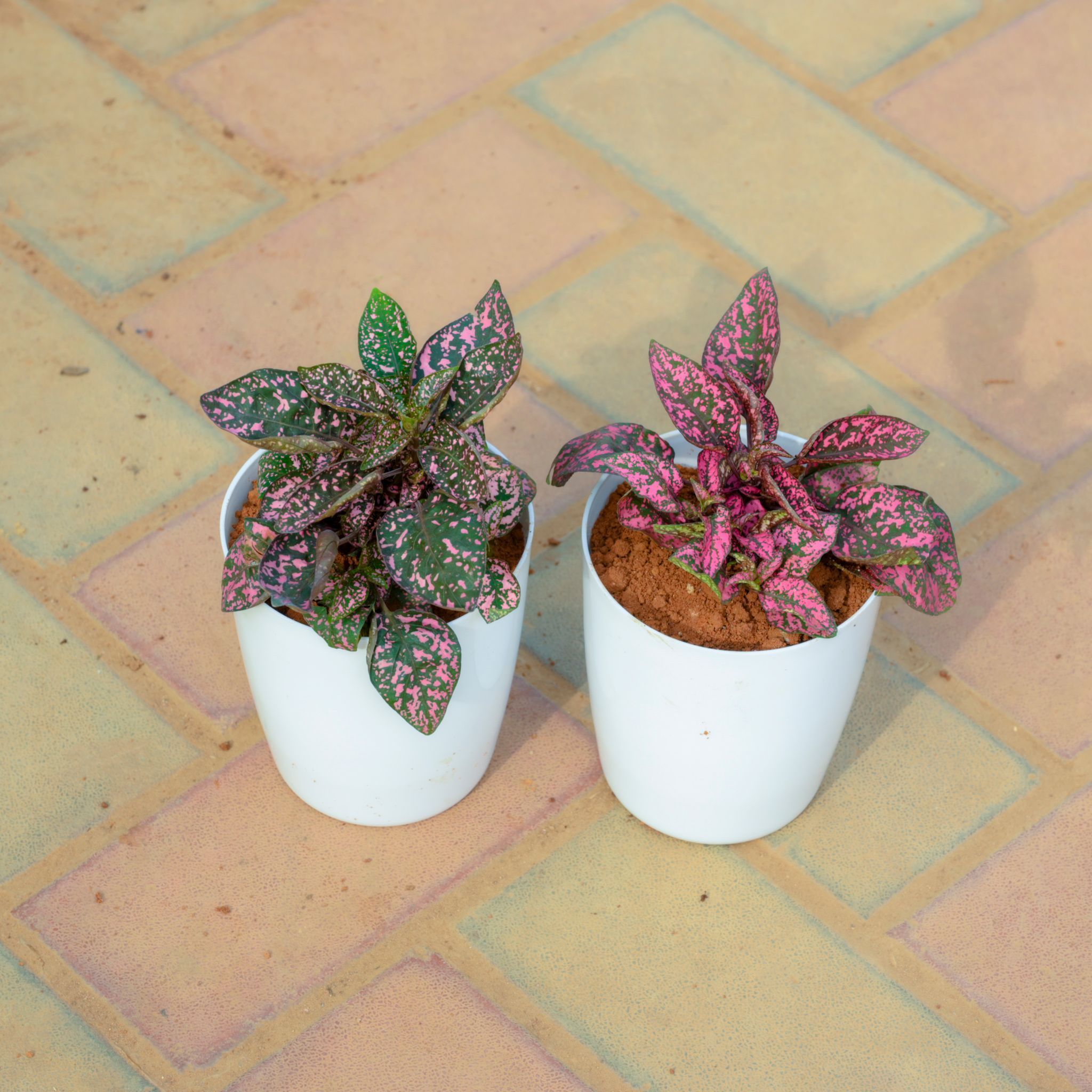 Set Of 2 - Hyposthese / Polka Dot Red in 5 Inch White Premium Sphere Plastic Pot
