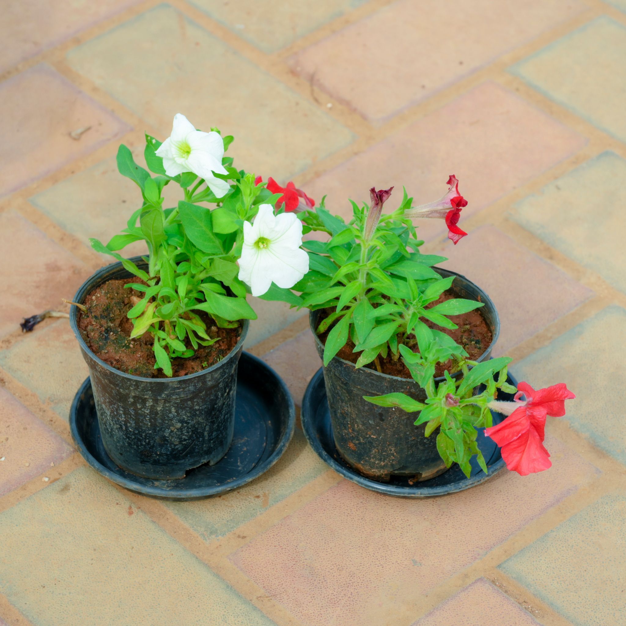 Set Of 2 - Petunia White & Red in 4 Inch Nursery Pot With Tray