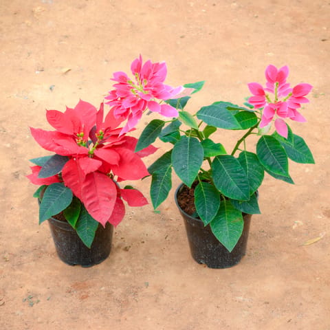 Set Of 2 - Poinsettia / Christmas Flower (Pink & Red) in 6 Inch Live Plant Nursery Pot