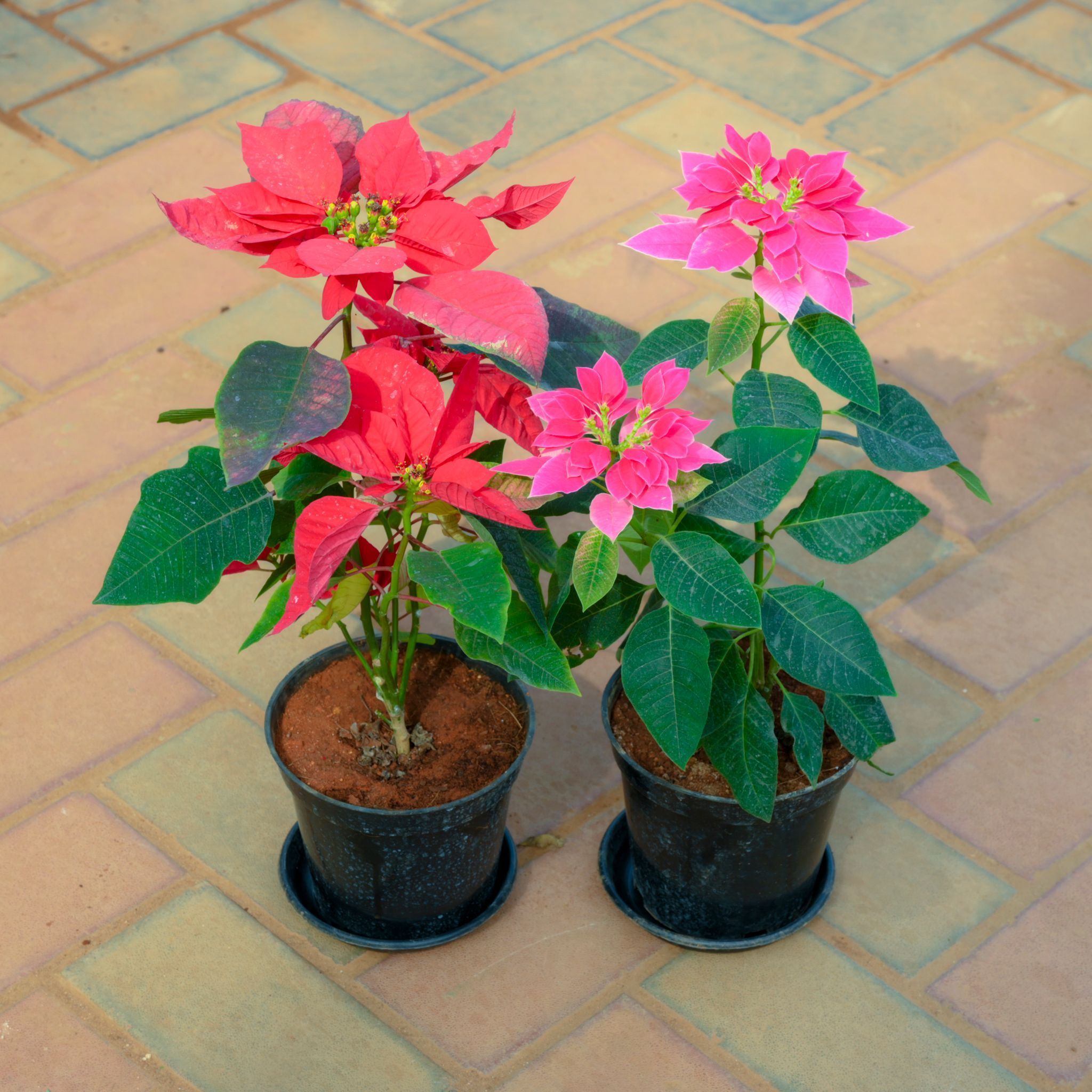 Set Of 2 - Poinsettia / Christmas Flower (Red & Pink) in 5 Inch Nursery Pot With Tray