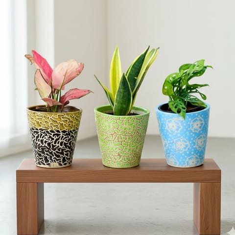 Set of 3 - Aglaonema Red Ruby, Snake Plant & Monstera Broken Heart in 6 Inch Balti Designer Ceramic Pot (any colour) (any design)