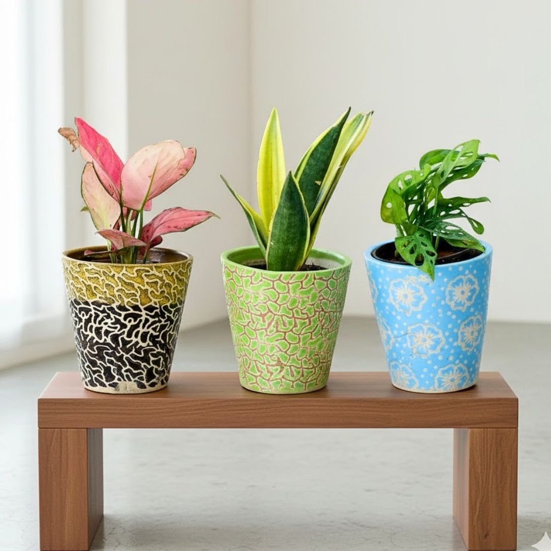 Set of 3 - Aglaonema Red Ruby, Snake Plant & Monstera Broken Heart in 6 Inch Balti Designer Ceramic Pot (any colour) (any design)