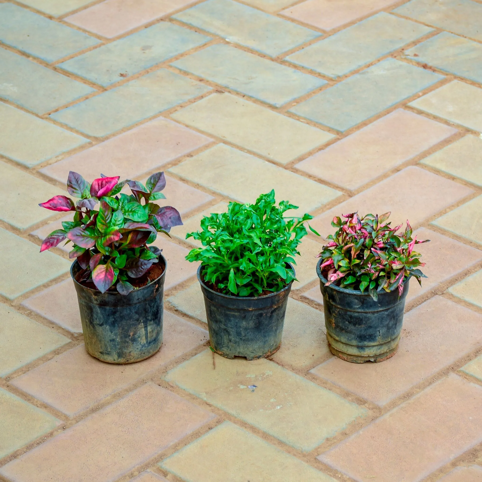 Set of 3 - Alternanthera (Big Leaf Variegated, Green & Pink Variegated) in 4 Inch Nursery Pot