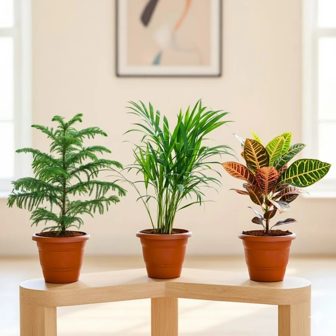 Set of 3 - Areca Palm, Araucaria / Christmas Tree & Croton Petra in 7 Inch Classy Red Plastic Pot
