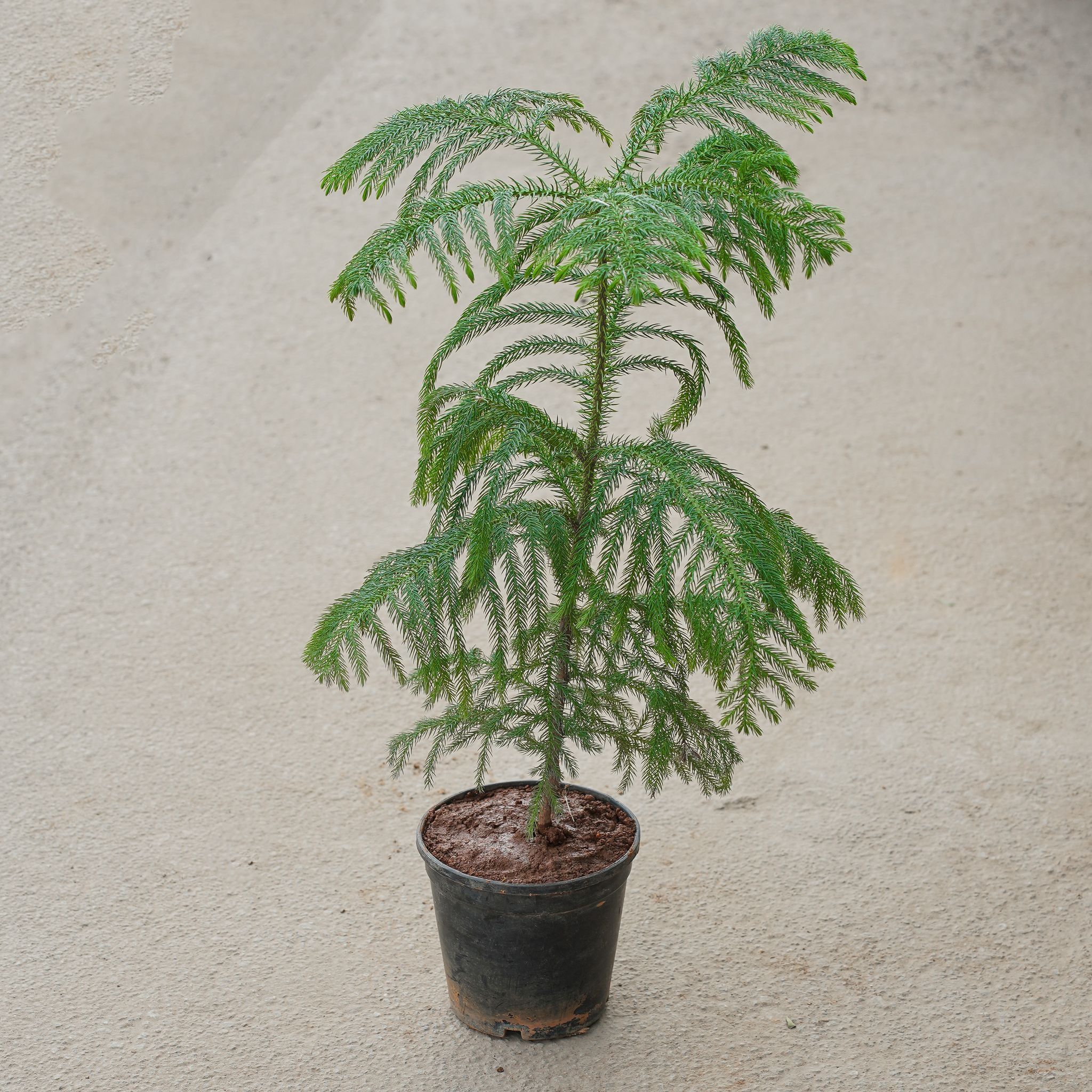 Araucaria / Christmas Tree in 6 Inch Nursery Pot