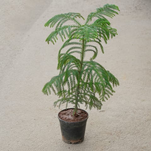 Araucaria / Christmas Tree in 6 Inch Nursery Pot