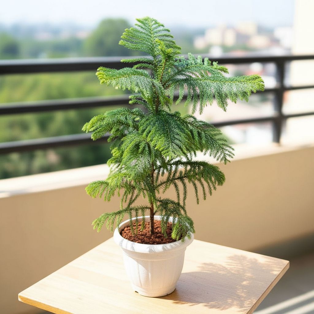 Araucaria / Christmas Tree in 7 Inch Classy White Plastic Pot