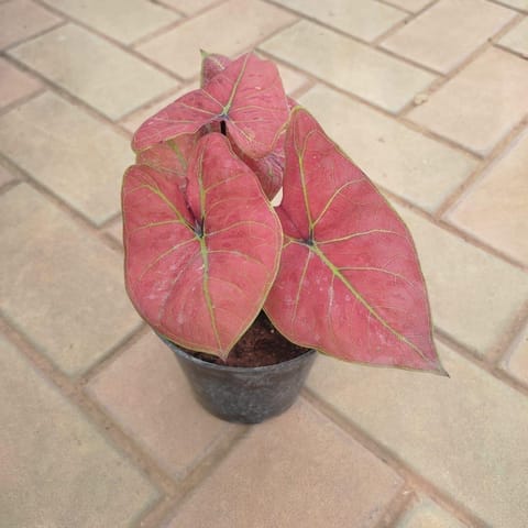 Caladium Red in 5 Inch Nursery Pot