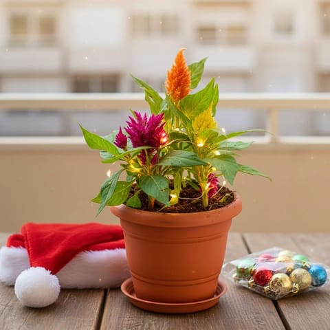 Celosia / Cockscomb Multi colour in 7 Inch Classy Red Plastic Pot with Tray
