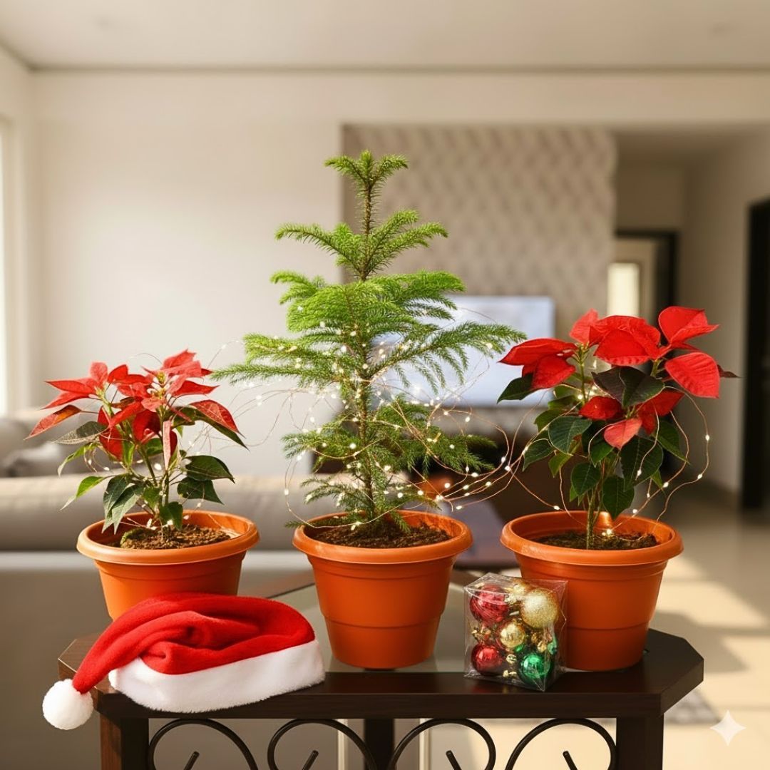 Christmas Steal - Set of 3 - Two Poinsettias / Christmas Flower Red & One Araucaria / Christmas Tree (~ 3 Ft) in 8 Inch Classy Red Plastic Plastic Pot