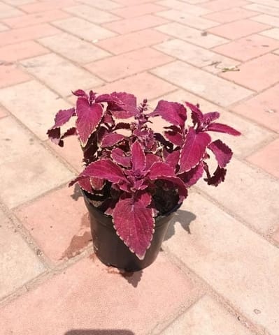 Coleus Red in 4 Inch Nursery Pot