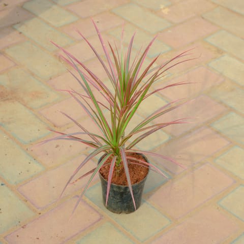 Dracaena Colorama Red in 4 Inch Live Plant Nursery Pot