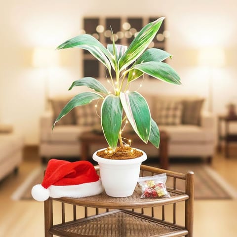 Dracaena Cordyline Green in 7 Inch Live Fresh Plant Classy White Plastic Pot in Sector 101