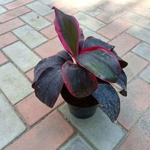 Dracaena Red in 6 Inch Nursery Pot