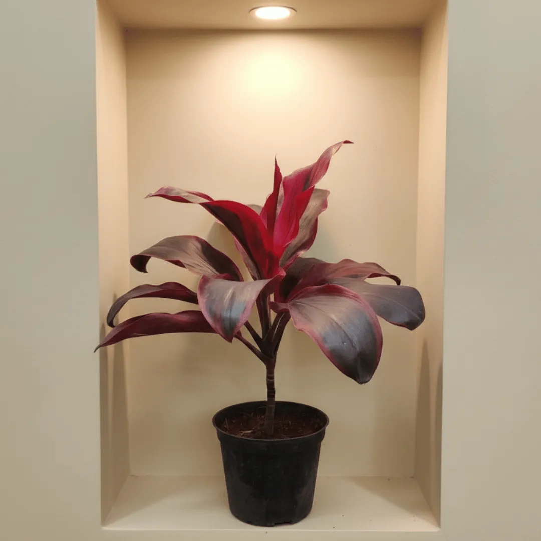 Dracaena Red Rubia Big Leaves (~ 1 ft) in 5 Inch Nursery Pot