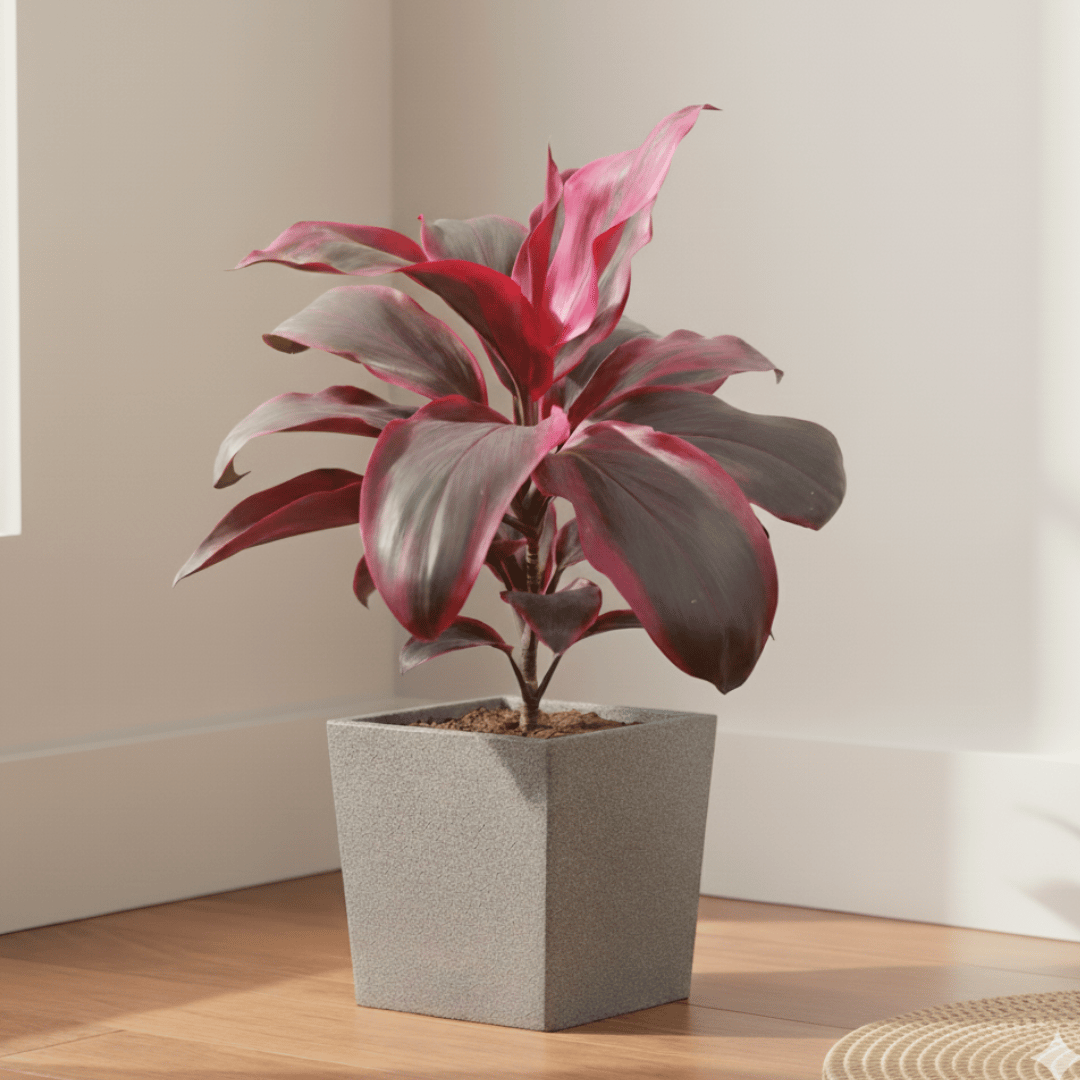Dracaena Red Rubia Big Leaves (~ 1 ft) in 8 X 8 Inch Grey Premium Kyvos Fiberglass Planter