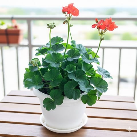 Geranium Orange in 7 Inch Live Fresh Plant Classy White Plastic Pot with Tray in Sector 5