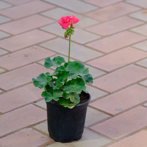 Geranium red in 4 Inch Nursery Pot