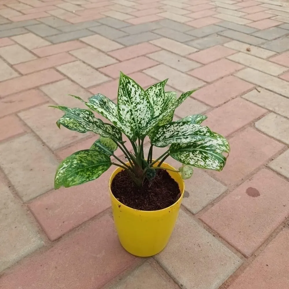Gift Ready - Aglaonema Green White in 5 Inch Elegant Plastic Pot (colour may vary)