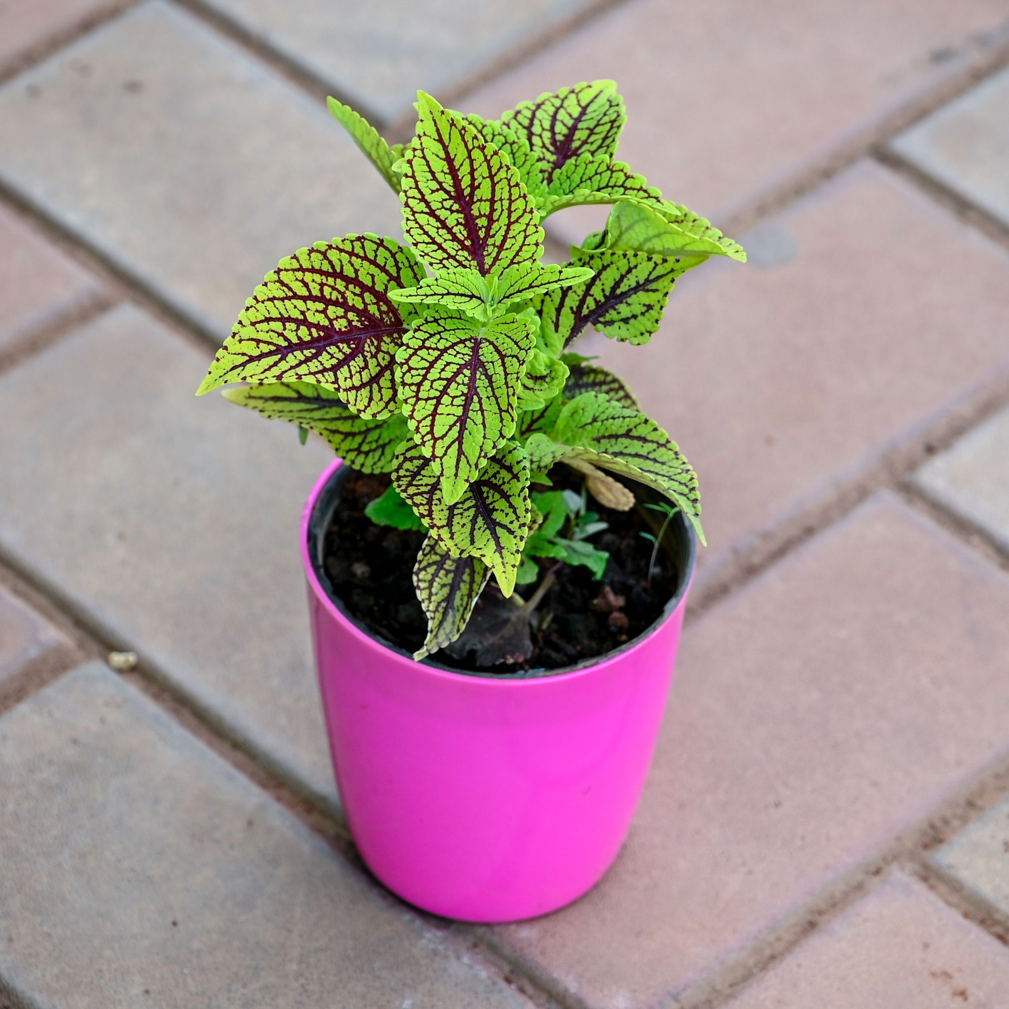 Gift Ready - Coleus Red Green (any design) in 5 Inch Premium Sphere Plastic Pot (any colour)