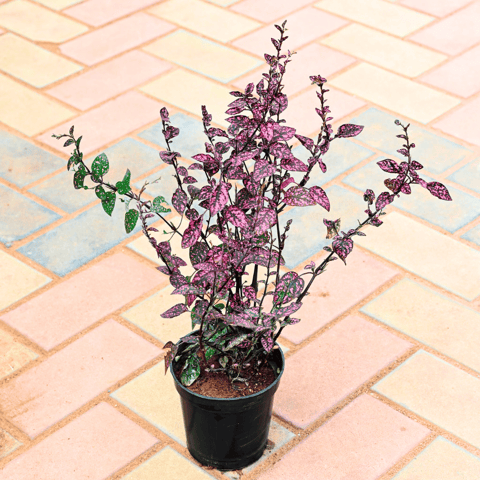 Hypoestes / Polka Dot Red in 4 Inch Nursery Pot