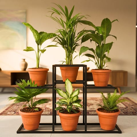 Indoor Jungle Special - Set of 6 - Dieffenbachia Tropic Snow, Areca Palm, Peace Lily, Fan / China Palm,Dieffenbachia Camillie & Green Fern in 7 inch Classy Red Plastic Pot