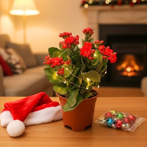 Kalanchoe Red in 4 Inch Nursery Pot