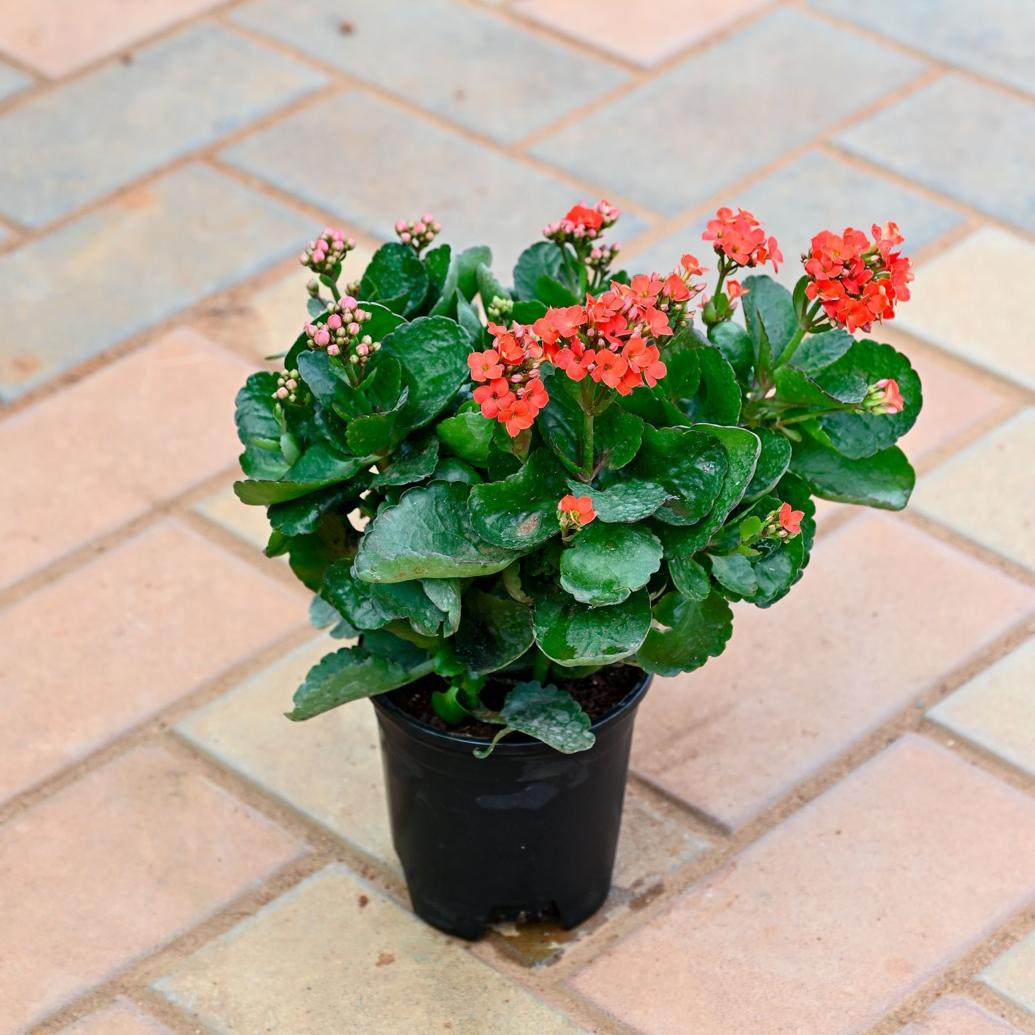 Kalanchoe Red in 5 Inch Nursery Pot
