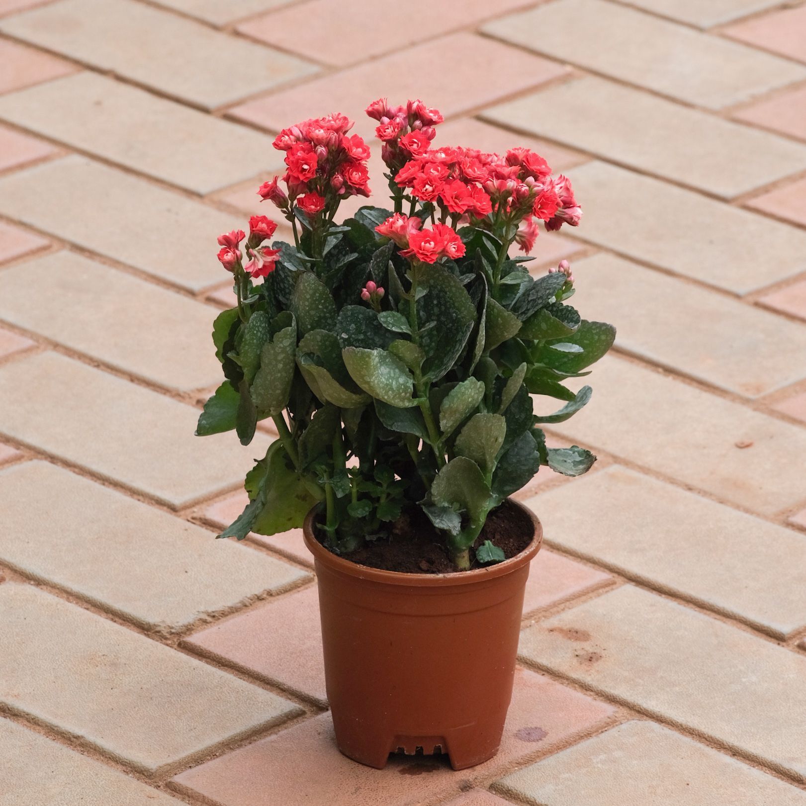 Kalanchoe Succulent Red in 4 Inch Nursery Pot