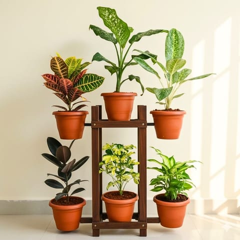 Large Indoor Delight - Set of 6 - Rubber Black , Aglaonema Emarald Bay, Aglaonema Parrot, Croton Petra, Schefflera Variegated & Dieffenbachia Honeydew in 7 Inch Red Classy Plastic Pot
