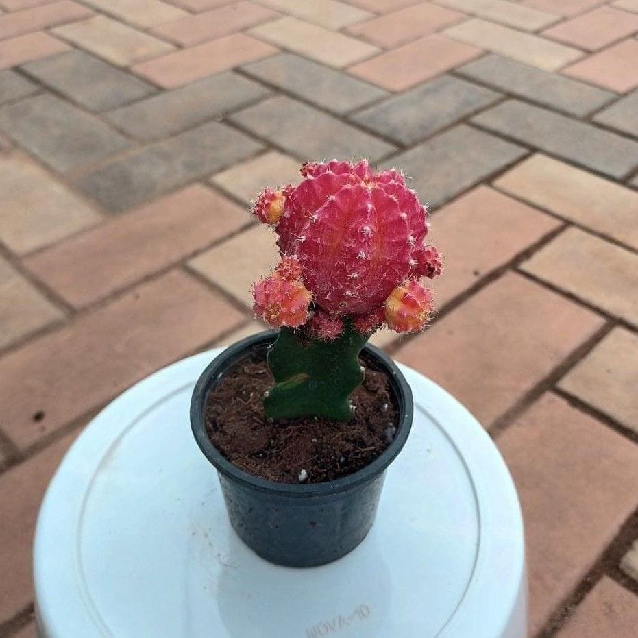 Moon Succulent Red in 2 Inch Nursery Pot
