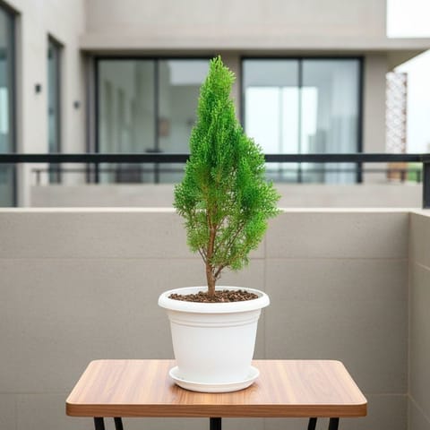 Morpankhi in 7 Inch Live Fresh Plant Classy White Plastic Pot with Tray in Rohini Sector 1