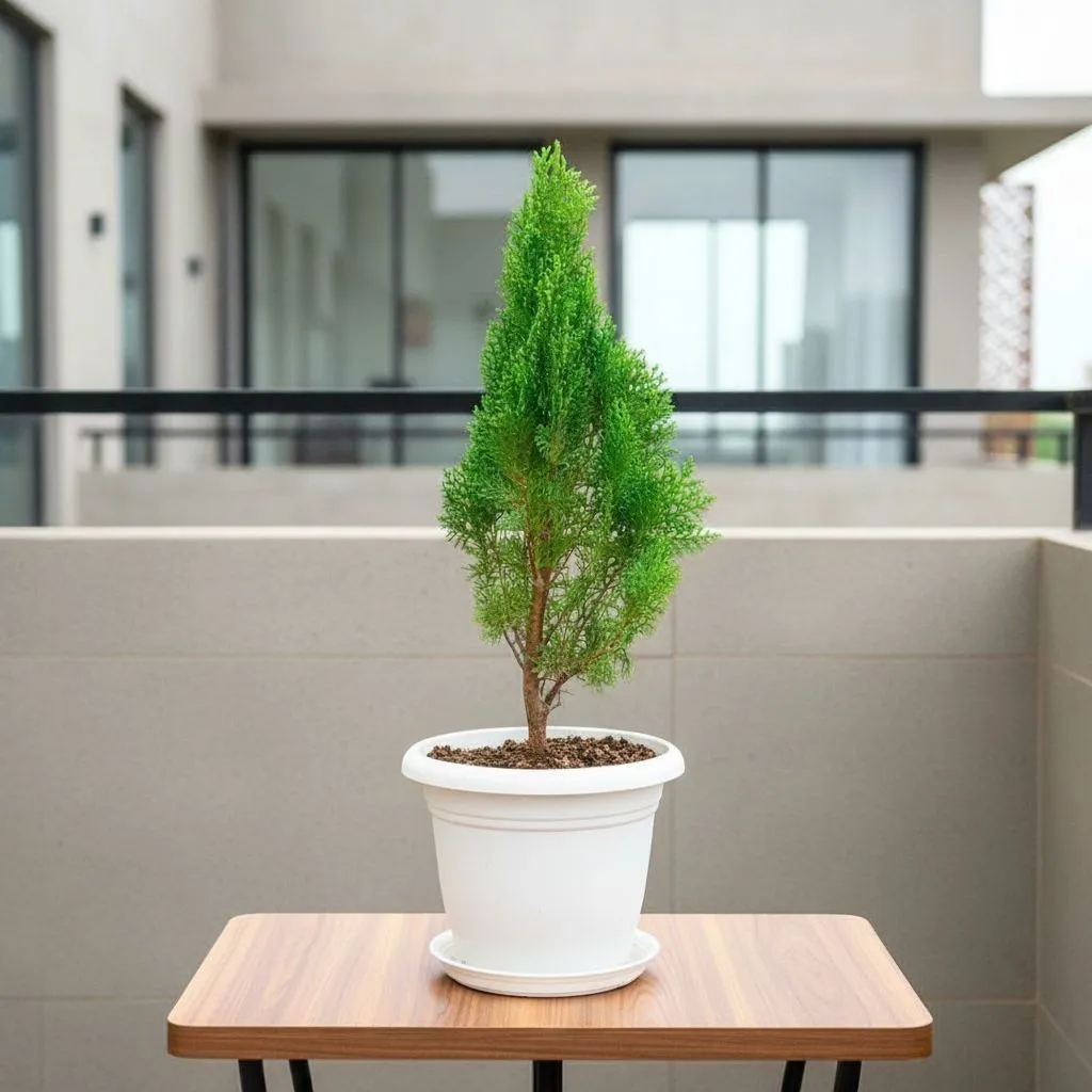 Morpankhi in 7 Inch Classy White Plastic Pot with Tray