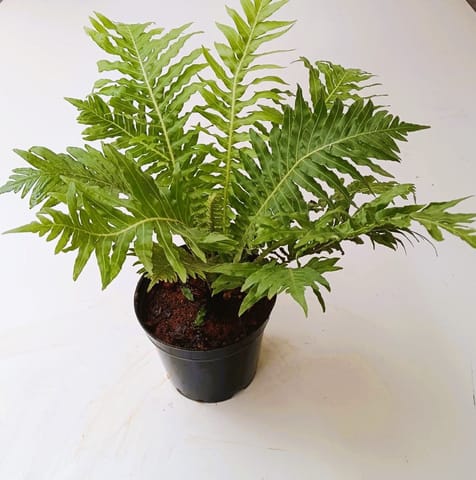 Aglaomorpha / Gibba in 5 Inch Live Plant Nursery Pot