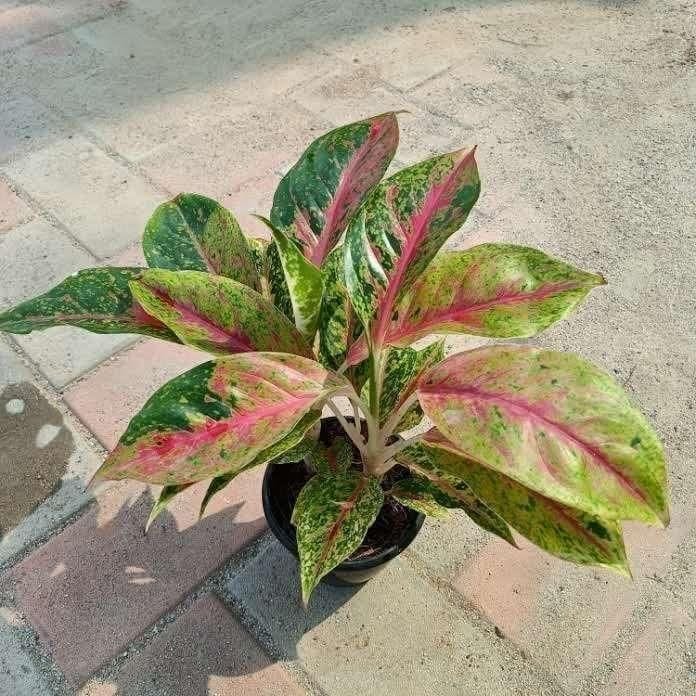 Aglaonema Anjuma in 4 Inch Nursery Pot