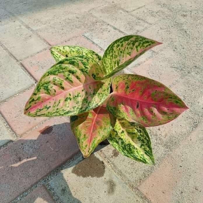Aglaonema Anjuman in 4 Inch Nursery Pot