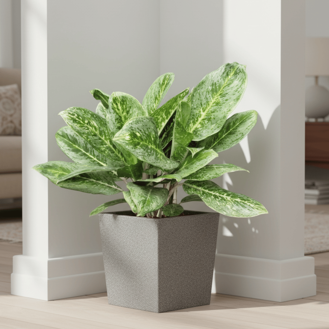 Aglaonema Butterfly in 8 X 8 Inch Grey Premium Kyvos Fiberglass Planter