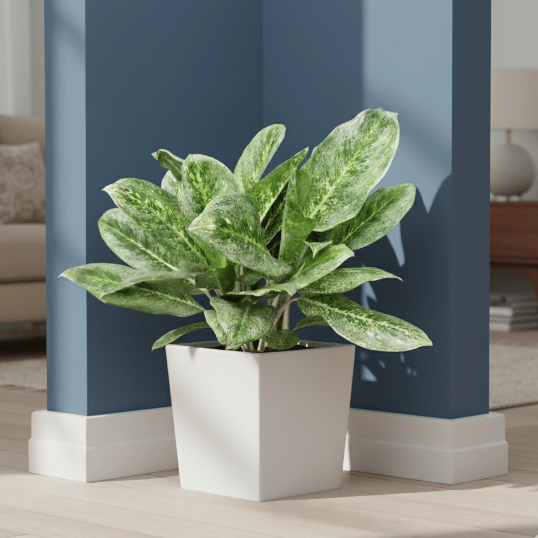 Aglaonema Butterfly in 8 X 8 Inch White Premium Kyvos Fiberglass Planter