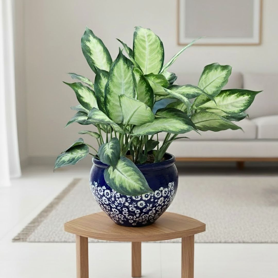 Aglaonema Deborah in 7 Inch Classy Matki Designer Ceramic Pot (any design & colour)