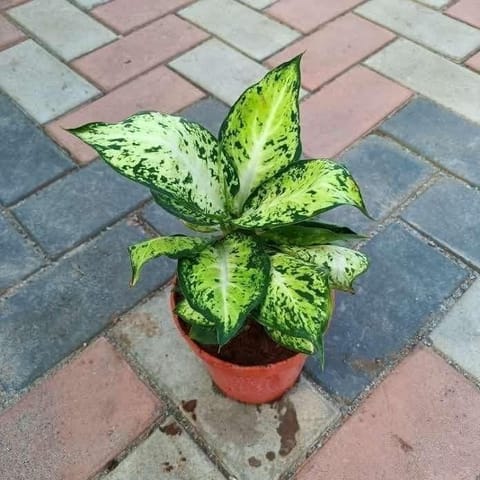Aglaonema Dwarf in 5 Inch Nursery Pot