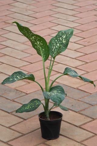 Aglaonema Emerald Star in 5 Inch Nursery Pot