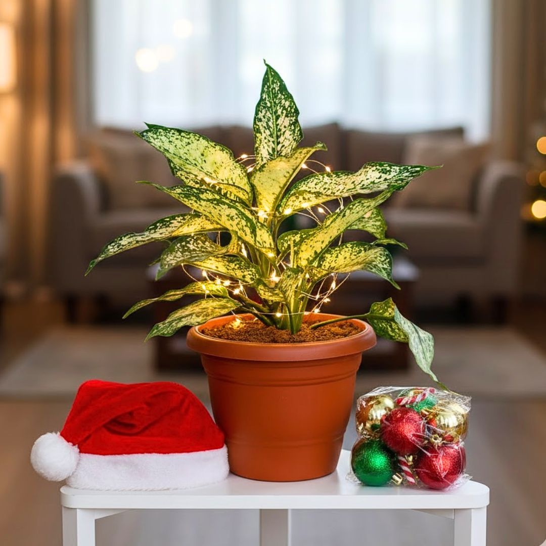 Aglaonema Etta Rose in 7 Inch Classy Red Plastic Pot