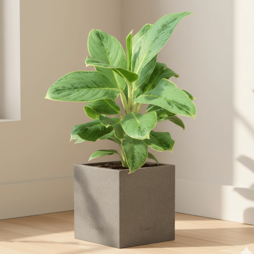 Aglaonema Green Big Leaf in 8 X 8 Inch Grey Premium Kyvos Fiberglass Planter