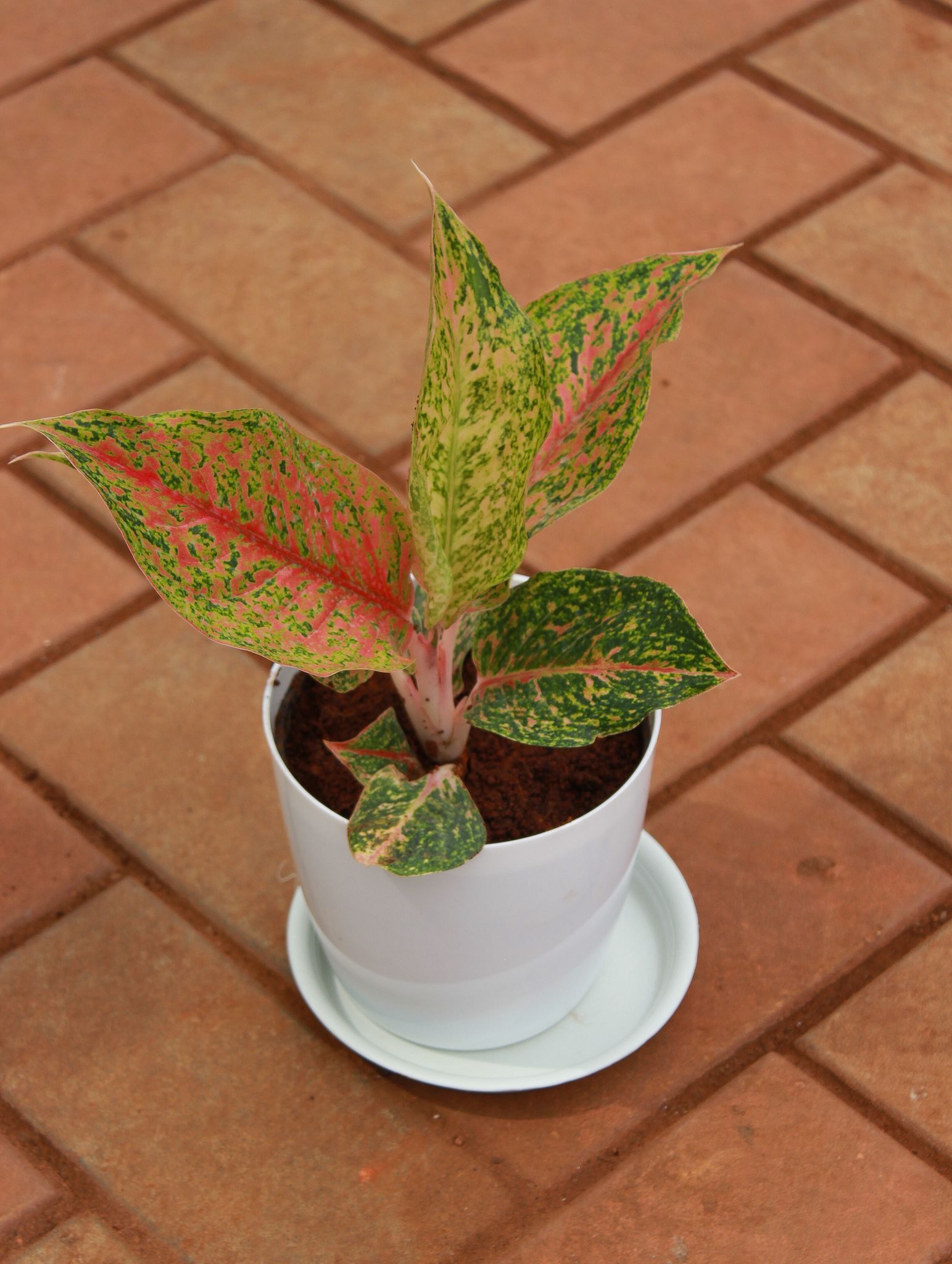 Aglaonema Green Papaya Variegated in 5 Inch White Premium Sphere Plastic Pot With Tray