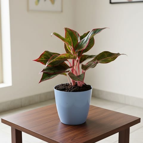 Aglaonema Lipstick Green in 6 Inch Premium Plastic Pot (any colour)